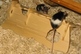 Dreieck mit Maus