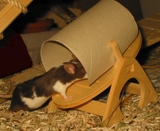Wippe Pappdach mit Maus